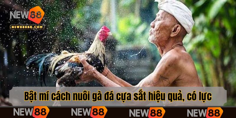 Bật mí cách nuôi gà đá cựa sắt hiệu quả, có lực