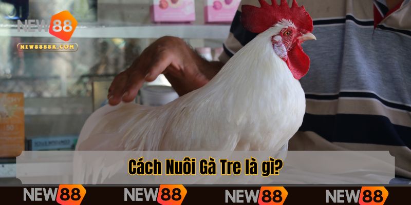 Cách Nuôi Gà Tre là gì?