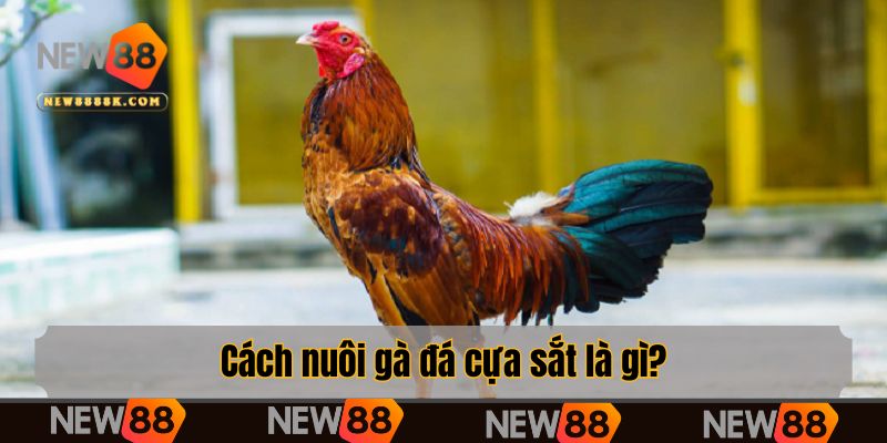Cách nuôi gà đá cựa sắt là gì?