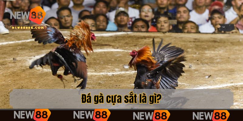 Đá gà cựa sắt là gì?