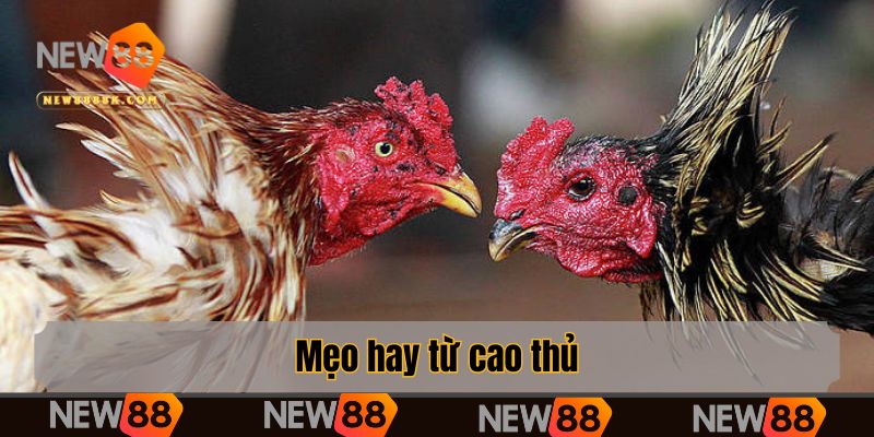 Mẹo hay từ cao thủ