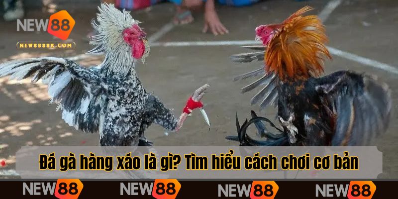 Đá gà hàng xáo là gì? Tìm hiểu cách chơi cơ bản