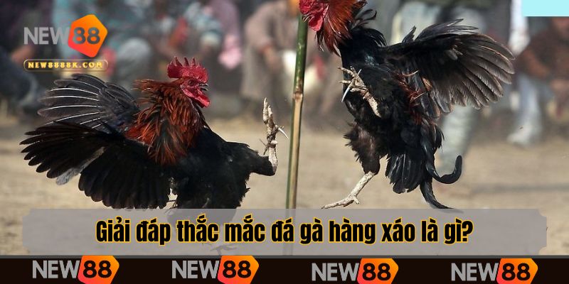 Giải đáp thắc mắc đá gà hàng xáo là gì?