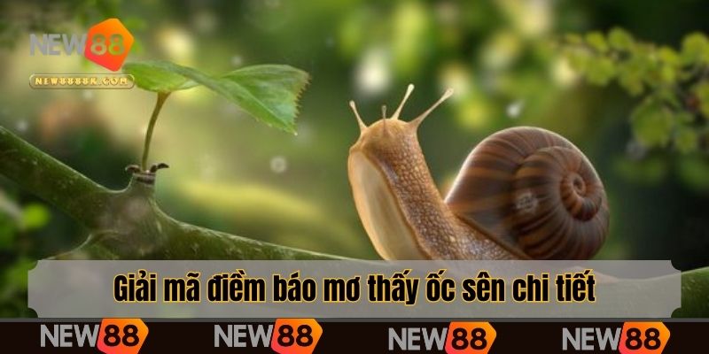 Giải mã điềm báo mơ thấy ốc sên chi tiết
