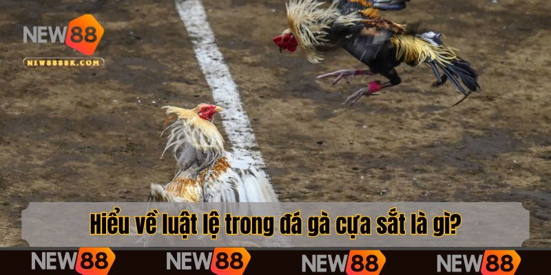 Hiểu về luật lệ trong đá gà cựa sắt là gì?
