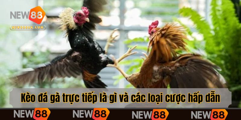 Kèo đá gà trực tiếp là gì và các loại cược hấp dẫn