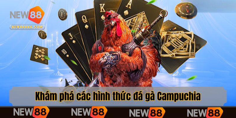 Khám phá các hình thức hấp dẫn nhất trong đá gà Campuchia