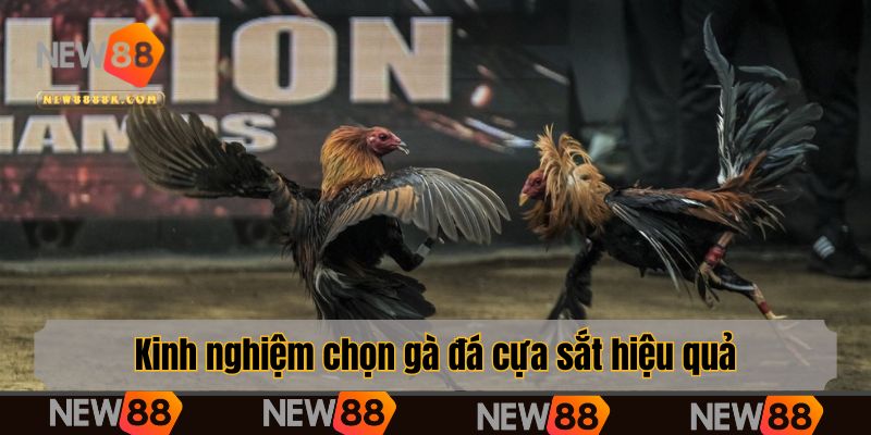 Kinh nghiệm chọn gà đá cựa sắt hiệu quả
