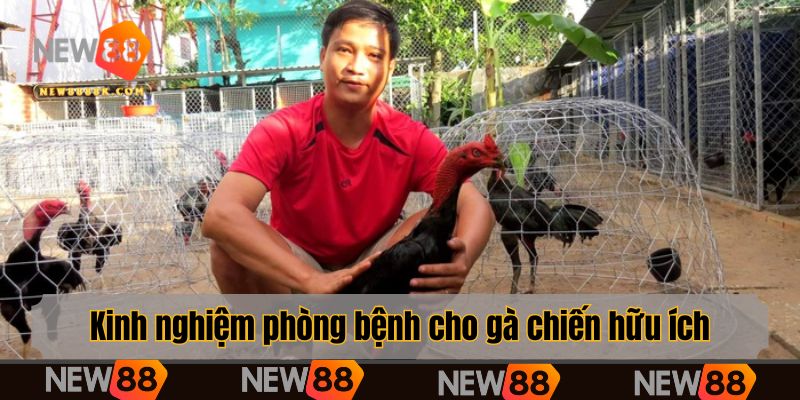 Kinh nghiệm phòng bệnh cho gà chiến hữu ích.
