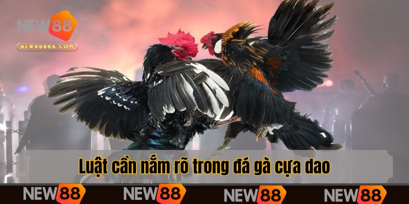 Luật cần nắm rõ trong đá gà cựa dao