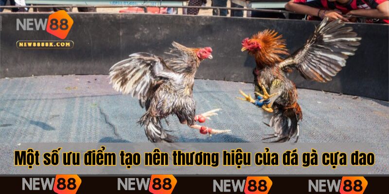 Một số ưu điểm tạo nên thương hiệu của đá gà cựa dao