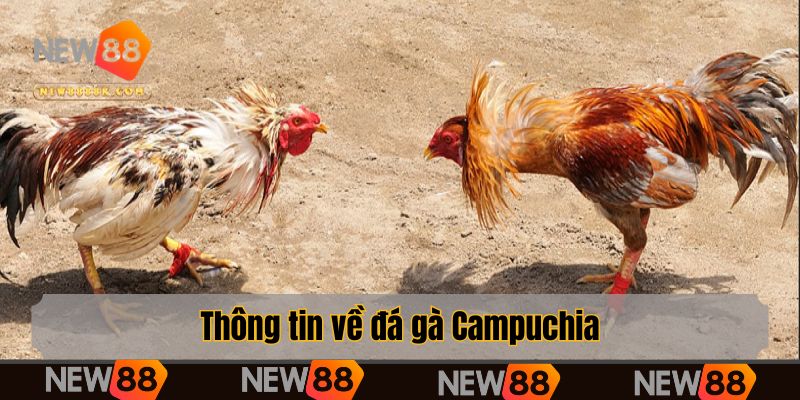 Thông tin về đá gà Campuchia