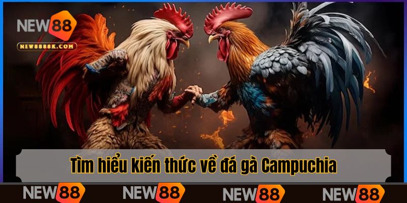 Tìm hiểu kiến thức về đá gà Campuchia