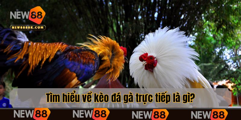Tìm hiểu về kèo đá gà trực tiếp là gì?