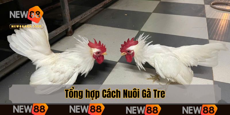 Tổng hợp Cách Nuôi Gà Tre