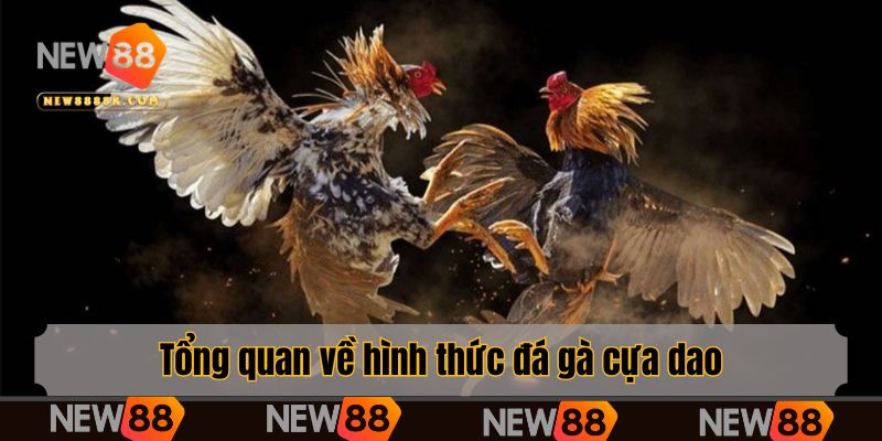 Tổng quan về hình thức đá gà cựa dao